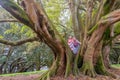 Buttress roots of Moreton Bay fig tree Royalty Free Stock Photo