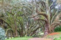 Buttress roots of Moreton Bay fig tree Royalty Free Stock Photo