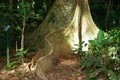Buttress roots on rainforest tree Mary Cairncross Reserve