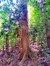 Buttress roots of tall tree Royalty Free Stock Photo