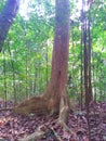 Buttress roots of tall tree Royalty Free Stock Photo