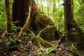 Buttress tree roots in rainforest Royalty Free Stock Photo