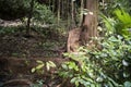 Buttress root in rainforest Royalty Free Stock Photo