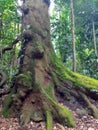 Buttressed roots of huge tree Royalty Free Stock Photo