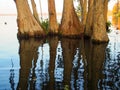 Buttresses of a clump of swamp cypress trees reflected in the water Royalty Free Stock Photo