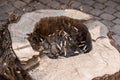 Butts from cigarettes thrown into a stump Royalty Free Stock Photo