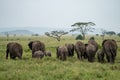 Butts of an elephant family walking across the plains of the Serengeti - Tanzania Royalty Free Stock Photo