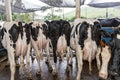 Butts with udders of a herd of cows side by side Royalty Free Stock Photo