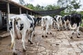 Butts with udders of a herd of cows side by side Royalty Free Stock Photo