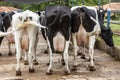 Butts with udders of a herd of cows side by side Royalty Free Stock Photo