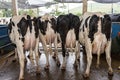 Butts with udders of a herd of cows side by side Royalty Free Stock Photo