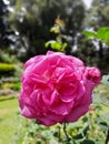 The butyfull roos flower in sri lanka