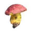 Butyriboletus regius mushroom