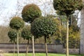 Buxus balls in garden.