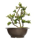 Buxus bonsai tree, isolated