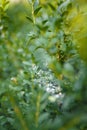 Buxus or boxwood leaves with spiderweb covered with raindrops