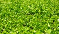 Buxus or boxwood textured background with copy space. Royalty Free Stock Photo