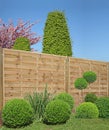 Buxus cut into a ball in front of a wooden fence