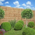 Buxus cut into a ball in front of a wooden fence