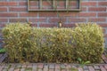 Buxus destroyed by the Box tree moth caterpillar, Cydalima perspectalis