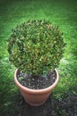 Buxus