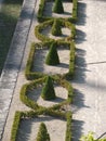 Buxus in geometry