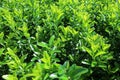 Buxus green background