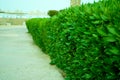 Buxus green bush track to sand beach. Green boarder of stone track. Buxus on the road to sea. Royalty Free Stock Photo