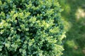 Buxus hedge Royalty Free Stock Photo