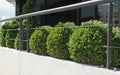 Buxus hedge pruned into a ball Royalty Free Stock Photo