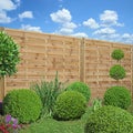 Buxus and laurel cut into a ball in front of a wooden fence