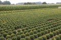 Buxus Royalty Free Stock Photo