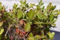 Evergreen shrub of Buxus microphylla