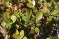 Evergreen shrub of Buxus microphylla