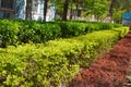 Buxus and Other multi-colored bushes