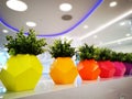 Buxus plant in pots of different colors