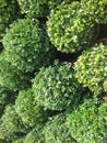 Buxus plants