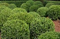 Buxus pruned into a ball Royalty Free Stock Photo