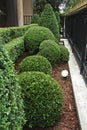 Buxus pruned into a ball Royalty Free Stock Photo