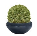 Buxus pruned into a ball in a pot with variegated foliage Royalty Free Stock Photo