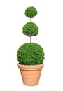 Buxus pruned into a ball in a pot Royalty Free Stock Photo