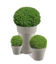Buxus pruned into a ball in a pot Royalty Free Stock Photo