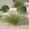 buxus pruned into a ball and stipa tenuissima grasses Royalty Free Stock Photo