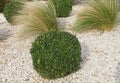 buxus pruned into a ball and stipa tenuissima grasses Royalty Free Stock Photo