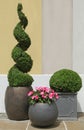 Buxus pruned in spiral and ball in pot and dipladÃ©nia Royalty Free Stock Photo