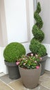 Buxus pruned in spiral and ball in pot and dipladÃ©nia Royalty Free Stock Photo