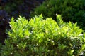 Buxus sempervirens bush close up Royalty Free Stock Photo