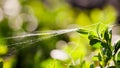 Buxus sempervirens bush - macro details with spiderweb Royalty Free Stock Photo