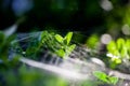 Buxus sempervirens bush - macro details with spiderweb Royalty Free Stock Photo