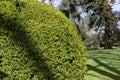 Buxus sempervirens or common box or boxwood topiary in the sunny garden